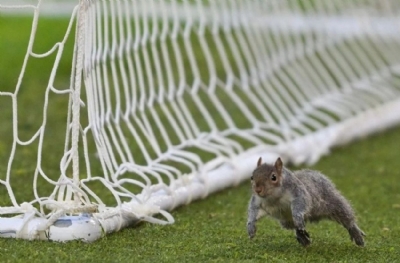 Sahada sincap krizi! Yakala yakalayabilirsen